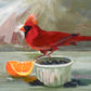 Orange Cardinal- Matted Print