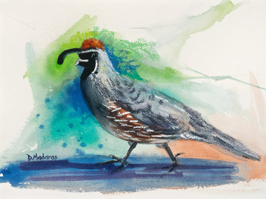 Walking Quail- Matted Print