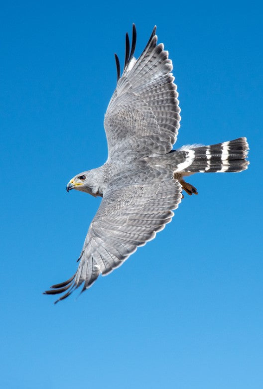 Gray Hawk By Brian Hooker