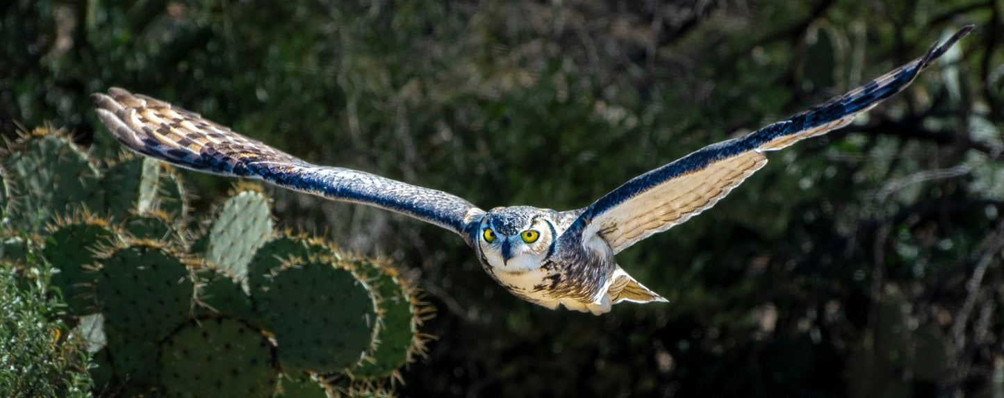 Great Horned Owl with Eyes on the Prize By Brian Hooker