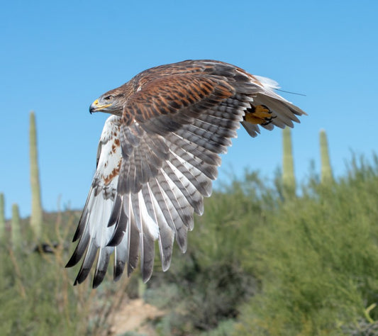 Harris Hawk in Flight By Brian Hooker