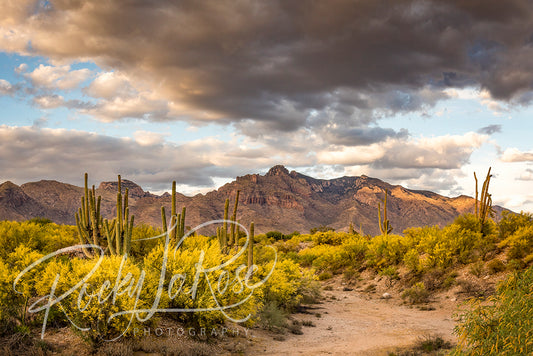 Sonoran Spring by Rocky LaRose