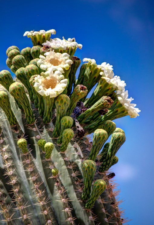Saguaro Blooms By Brian Hooker