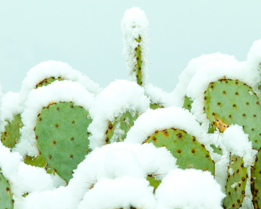 Snowy Prickly Pear Cacti By Brian Hooker