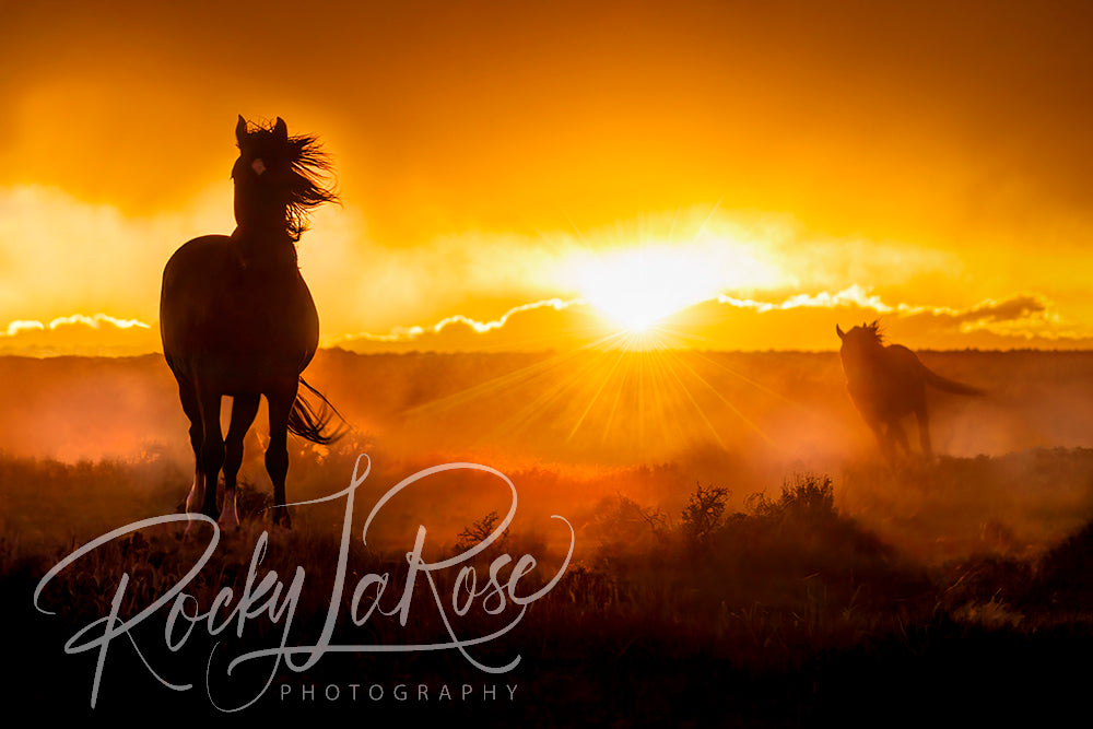 Wild and Free by Rocky La Rose